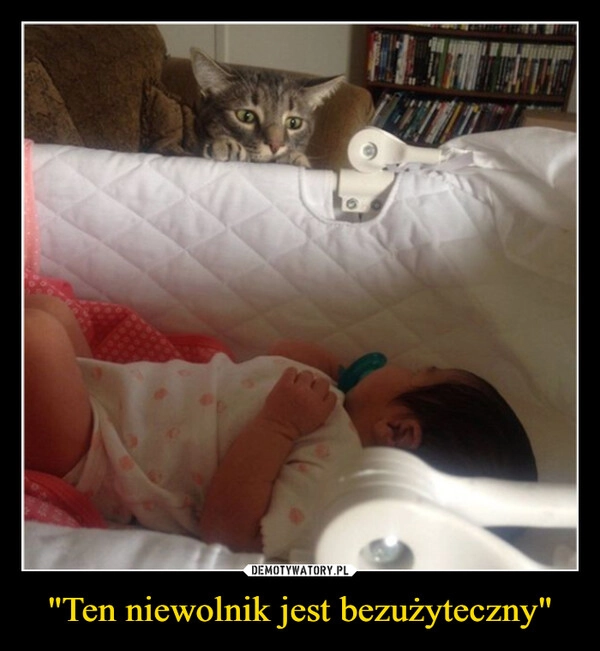 
    "Ten niewolnik jest bezużyteczny"