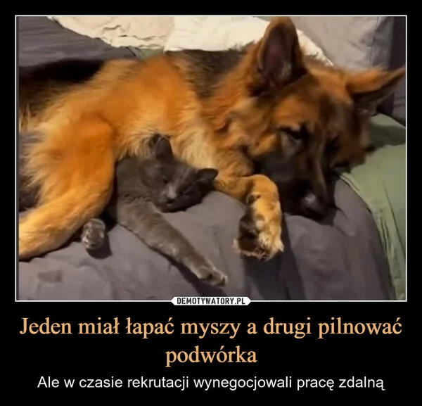 
    Jeden miał łapać myszy a drugi pilnować podwórka