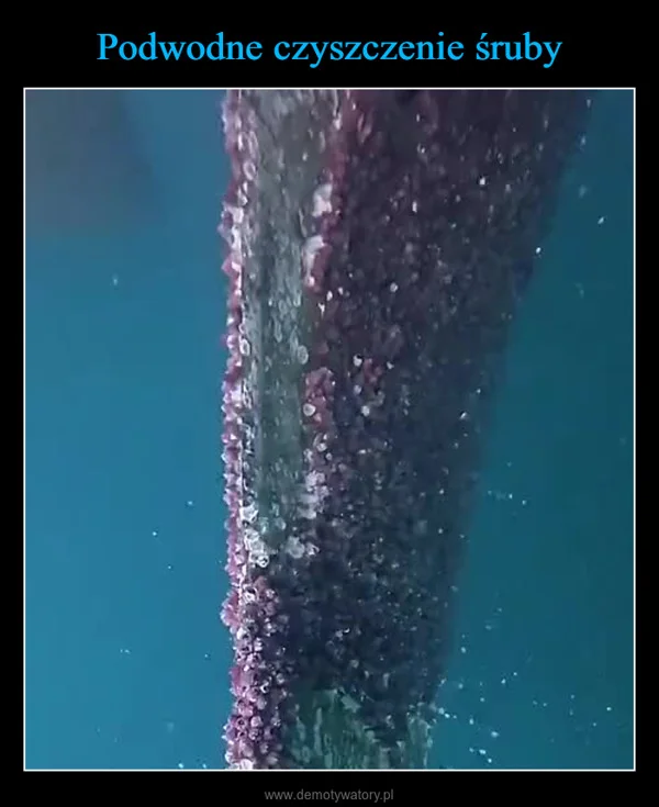 
    Podwodne czyszczenie śruby