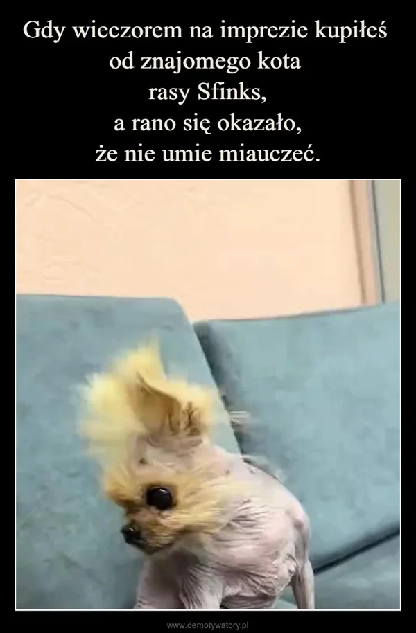 Gdy wieczorem na imprezie kupiłeś od znajomego kota rasy Sfinks, a rano się okazało, że nie umie miauczeć.