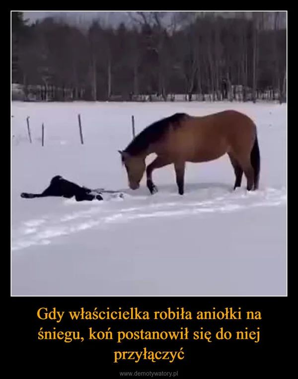 
    Gdy właścicielka robiła aniołki na śniegu, koń postanowił się do niej przyłączyć