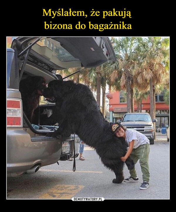 
    Myślałem, że pakują
bizona do bagażnika 