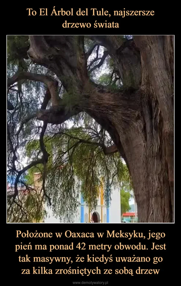 
    To El Árbol del Tule, najszersze drzewo świata Położone w Oaxaca w Meksyku, jego pień ma ponad 42 metry obwodu. Jest tak masywny, że kiedyś uważano go za kilka zrośniętych ze sobą drzew