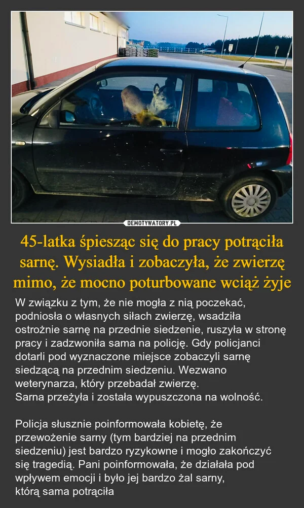 
    45-latka śpiesząc się do pracy potrąciła sarnę. Wysiadła i zobaczyła, że zwierzę mimo, że mocno poturbowane wciąż żyje