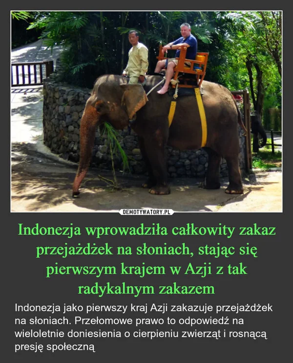 
    Indonezja wprowadziła całkowity zakaz przejażdżek na słoniach, stając się pierwszym krajem w Azji z tak radykalnym zakazem