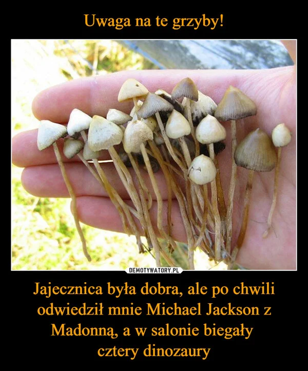 Uwaga na te grzyby! Jajecznica była dobra, ale po chwili odwiedził mnie Michael Jackson z Madonną, a w salonie biegały cztery dinozaury