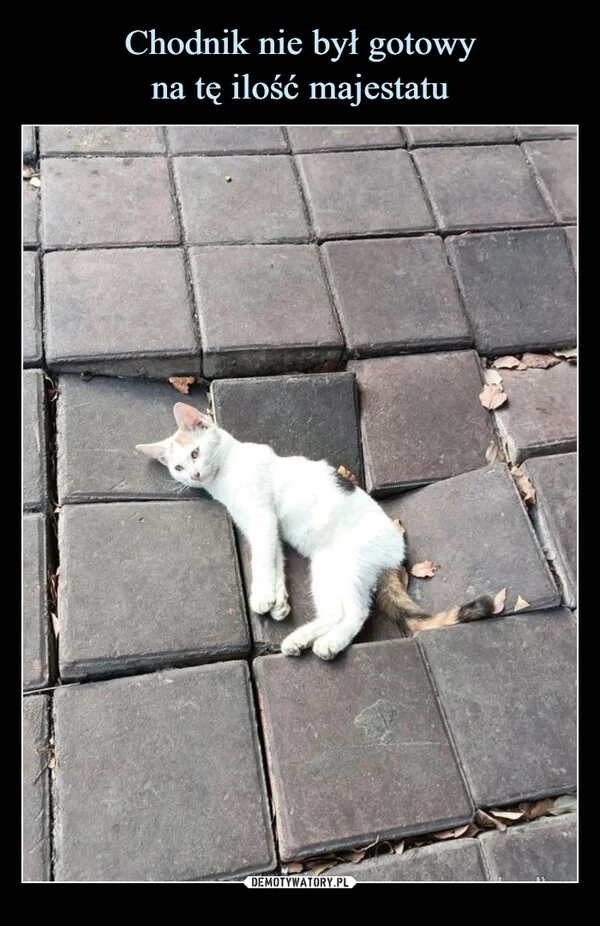 
    Chodnik nie był gotowy na tę ilość majestatu