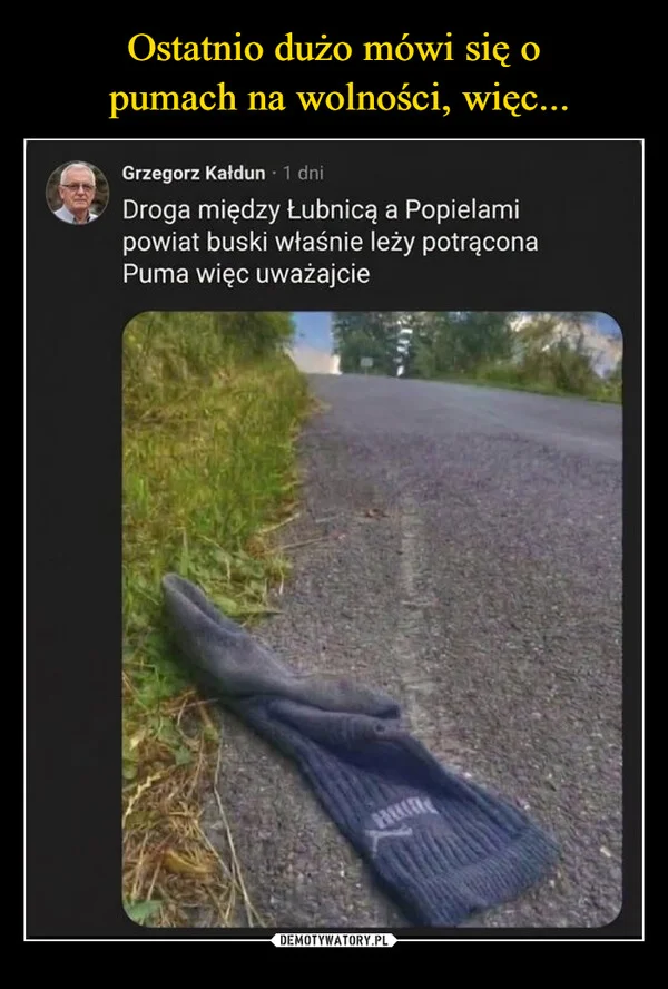 
    Ostatnio dużo mówi się o pumach na wolności, więc...