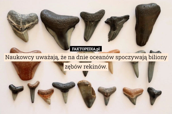 
    Naukowcy uważają, że na dnie oceanów spoczywają biliony zębów rekinów.