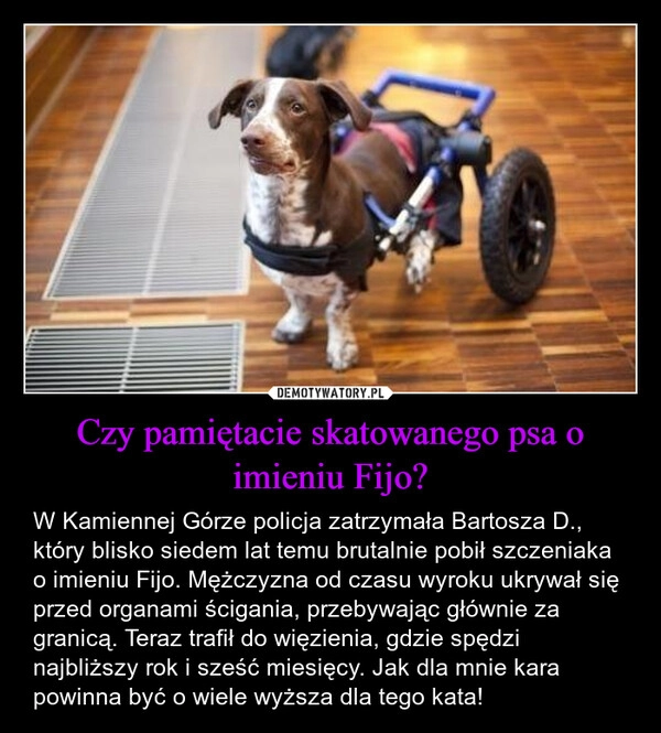 
    Czy pamiętacie skatowanego psa o imieniu Fijo?