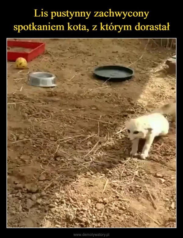 Lis pustynny zachwycony spotkaniem kota, z którym dorastał