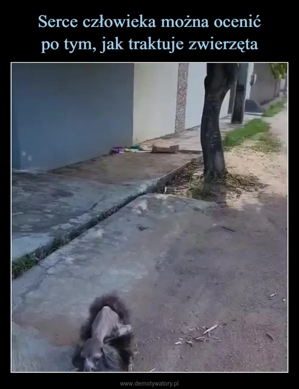 Serce człowieka można ocenić po tym, jak traktuje zwierzęta