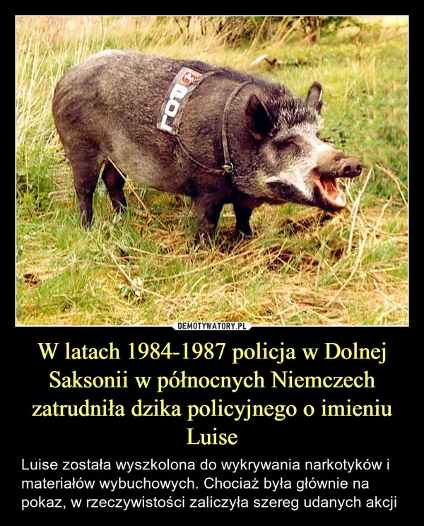 
    W latach 1984-1987 policja w Dolnej Saksonii w północnych Niemczech zatrudniła dzika policyjnego o imieniu Luise