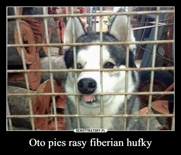
    Oto pies rasy fiberian hufky