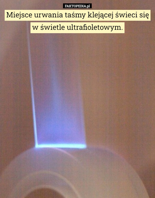 
    Miejsce urwania taśmy klejącej świeci się w świetle ultrafioletowym.