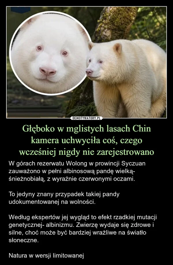 
    Głęboko w mglistych lasach Chin kamera uchwyciła coś, czego wcześniej nigdy nie zarejestrowano