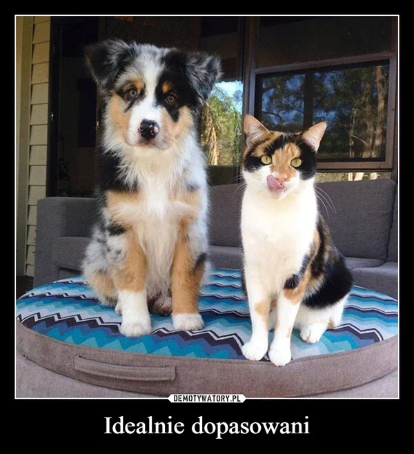 
    Idealnie dopasowani