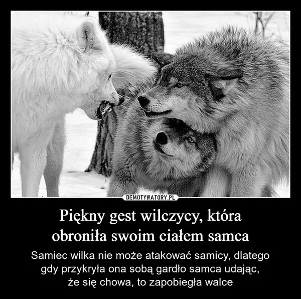 
    Piękny gest wilczycy, która obroniła swoim ciałem samca