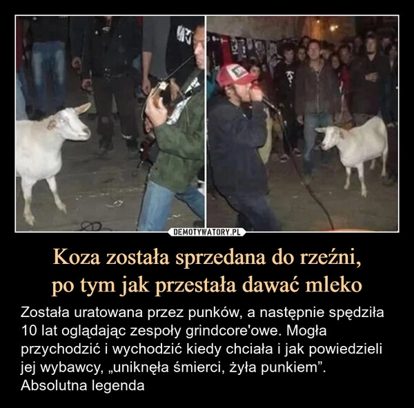 
    Koza została sprzedana do rzeźni,
po tym jak przestała dawać mleko