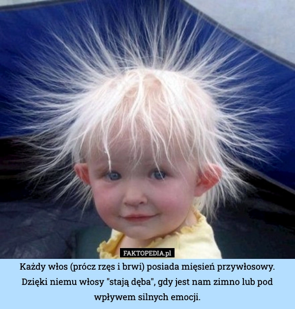 
    Każdy włos (prócz rzęs i brwi) posiada mięsień przywłosowy. Dzięki niemu