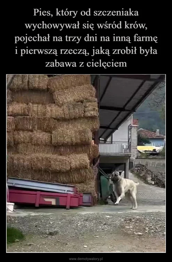 
    Pies, który od szczeniaka wychowywał się wśród krów, pojechał na trzy dni na inną farmę i pierwszą rzeczą, jaką zrobił była zabawa z cielęciem