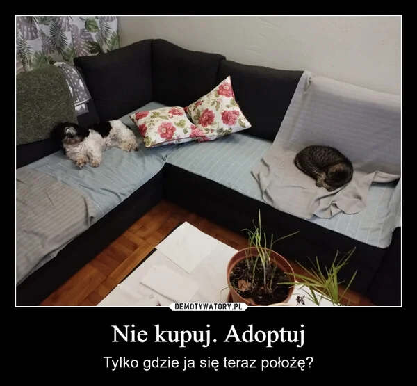 
    Nie kupuj. Adoptuj