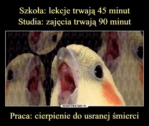 
    Szkoła: lekcje trwają 45 minut Studia: zajęcia trwają 90 minut Praca: cierpienie do usranej śmierci