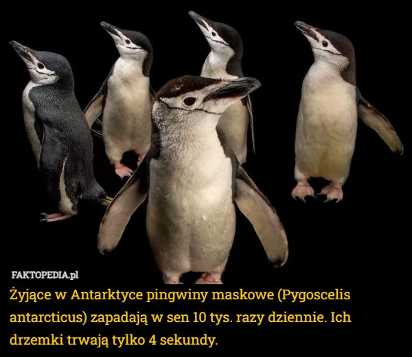 
    Żyjące w Antarktyce pingwiny maskowe (Pygoscelis antarcticus) zapadają w