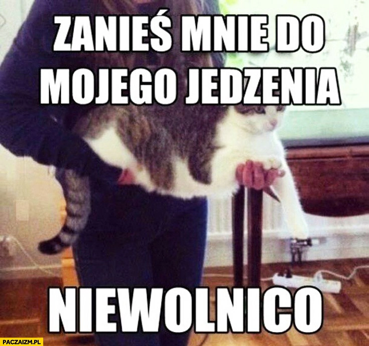 
    Zanieś mnie do mojego jedzenia niewolnico