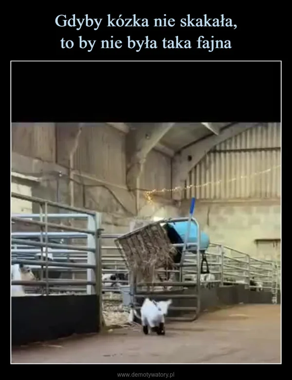 Gdyby kózka nie skakała, to by nie była taka fajna