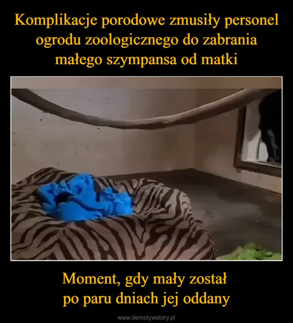 
    Komplikacje porodowe zmusiły personel ogrodu zoologicznego do zabrania małego szympansa od matki Moment, gdy mały został po paru dniach jej oddany