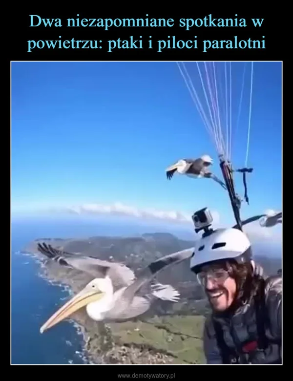 
    Dwa niezapomniane spotkania w powietrzu: ptaki i piloci paralotni