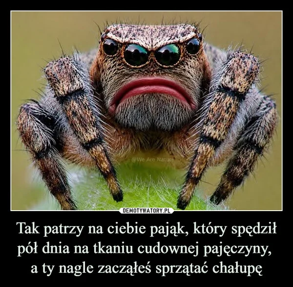 
    Tak patrzy na ciebie pająk, który spędził pół dnia na tkaniu cudownej pajęczyny, a ty nagle zacząłeś sprzątać chałupę