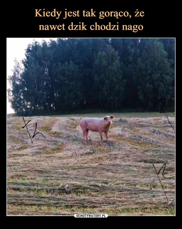 
    Kiedy jest tak gorąco, że nawet dzik chodzi nago