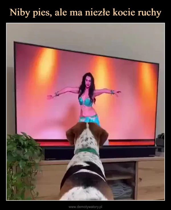 
    Niby pies, ale ma niezłe kocie ruchy