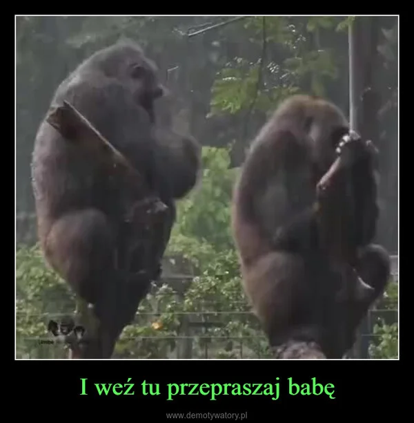 I weź tu przepraszaj babę