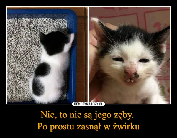 
    Nie, to nie są jego zęby. Po prostu zasnął w żwirku