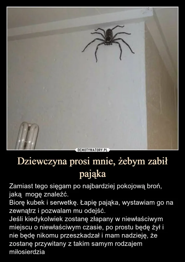 
    Dziewczyna prosi mnie, żebym zabił pająka