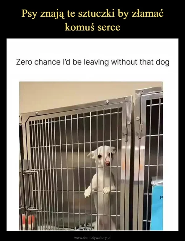 
    Psy znają te sztuczki by złamać komuś serce