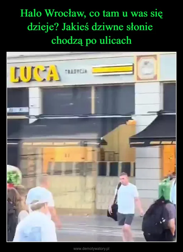 
    Halo Wrocław, co tam u was się dzieje? Jakieś dziwne słonie chodzą po ulicach