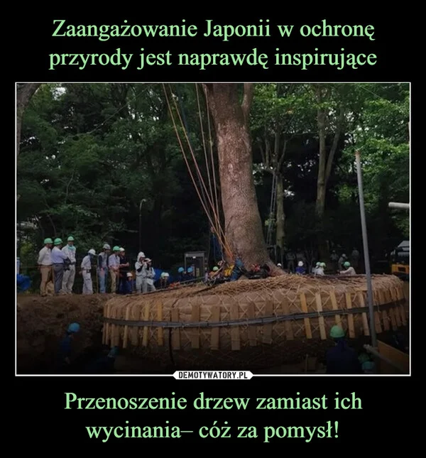 
    Zaangażowanie Japonii w ochronę przyrody jest naprawdę inspirujące Przenoszenie drzew zamiast ich wycinania– cóż za pomysł!