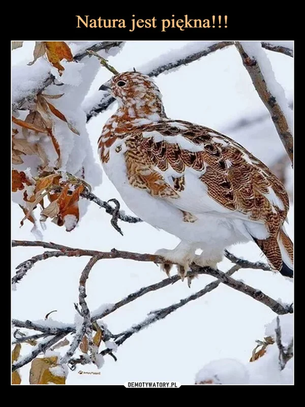 
    Natura jest piękna!!!