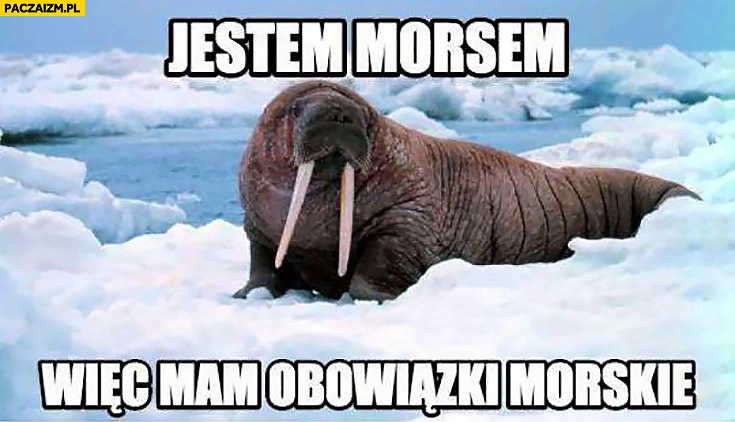 
    Jestem morsem więc mam obowiązki morskie