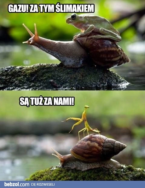 
    Każdy może być ślimakiem!