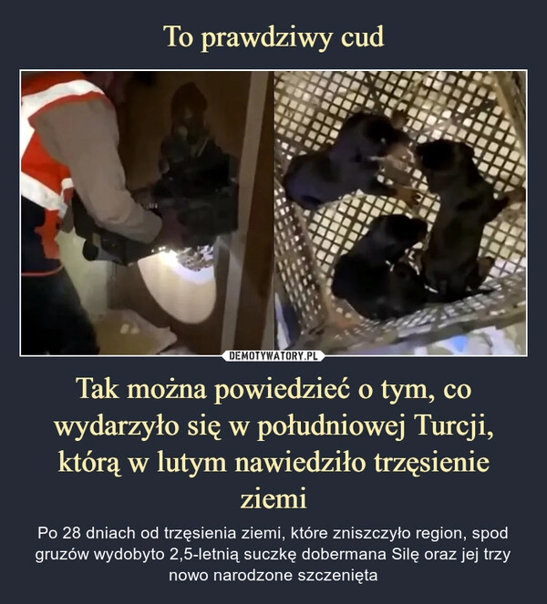 
    To prawdziwy cud Tak można powiedzieć o tym, co wydarzyło się w południowej Turcji, którą w lutym nawiedziło trzęsienie ziemi