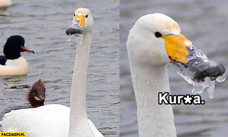 
    Łabędź zamarznięty dziób kurwa