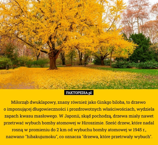 
    Miłorząb dwuklapowy, znany również jako Ginkgo biloba, to drzewo 
o imponującej