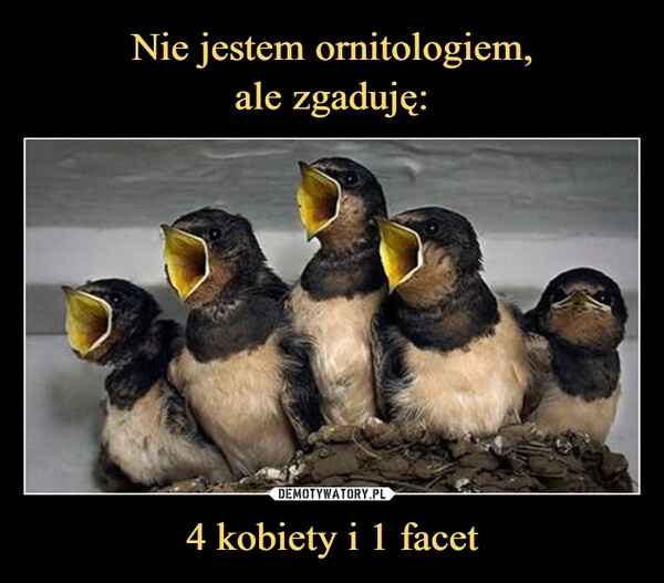 
    Nie jestem ornitologiem,
ale zgaduję: 4 kobiety i 1 facet