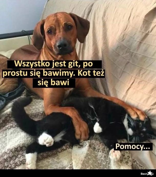 
    Po prostu się bawimy 