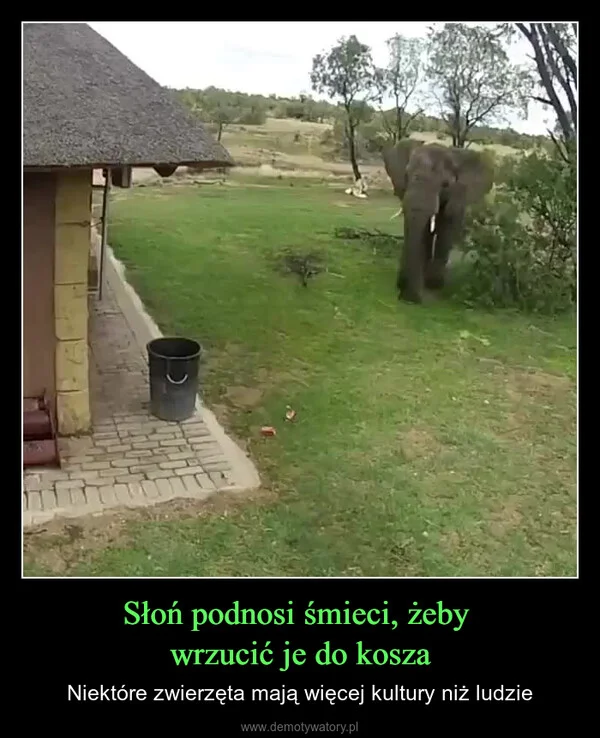 
    Słoń podnosi śmieci, żeby wrzucić je do kosza